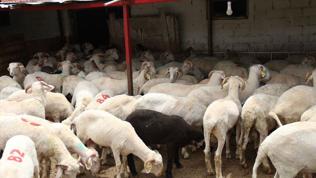Bursa'da salgın paniği! Alım-satım yasaklandı