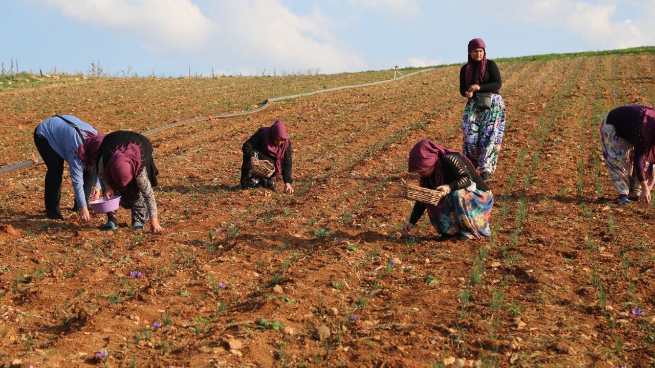 Safran üretim projesinde hasat başladı