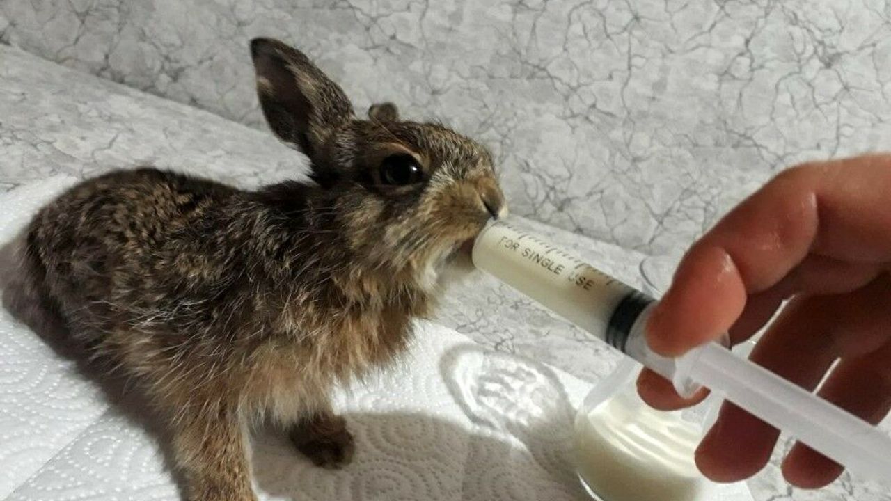 Ormanda ölmek üzereyken buldu, gözü gibi bakıyor