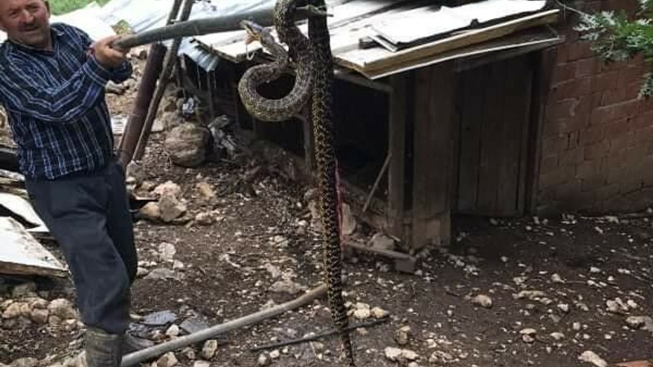 Kümesten 2,5 metrelik yılan çıktı