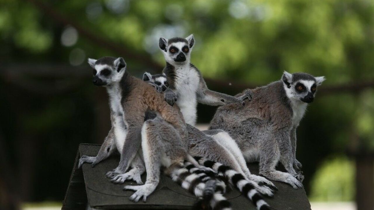  Bursa Hayvanat Bahçesinde yaşayan lemur ailesinin 5 yavrusu dünyaya geldi