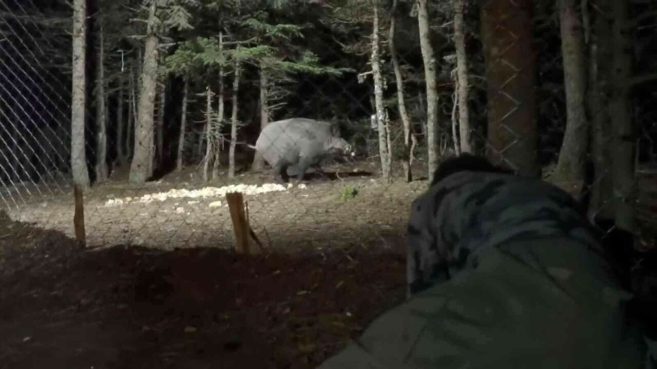 Uludağda yaban hayatı görüntülendi