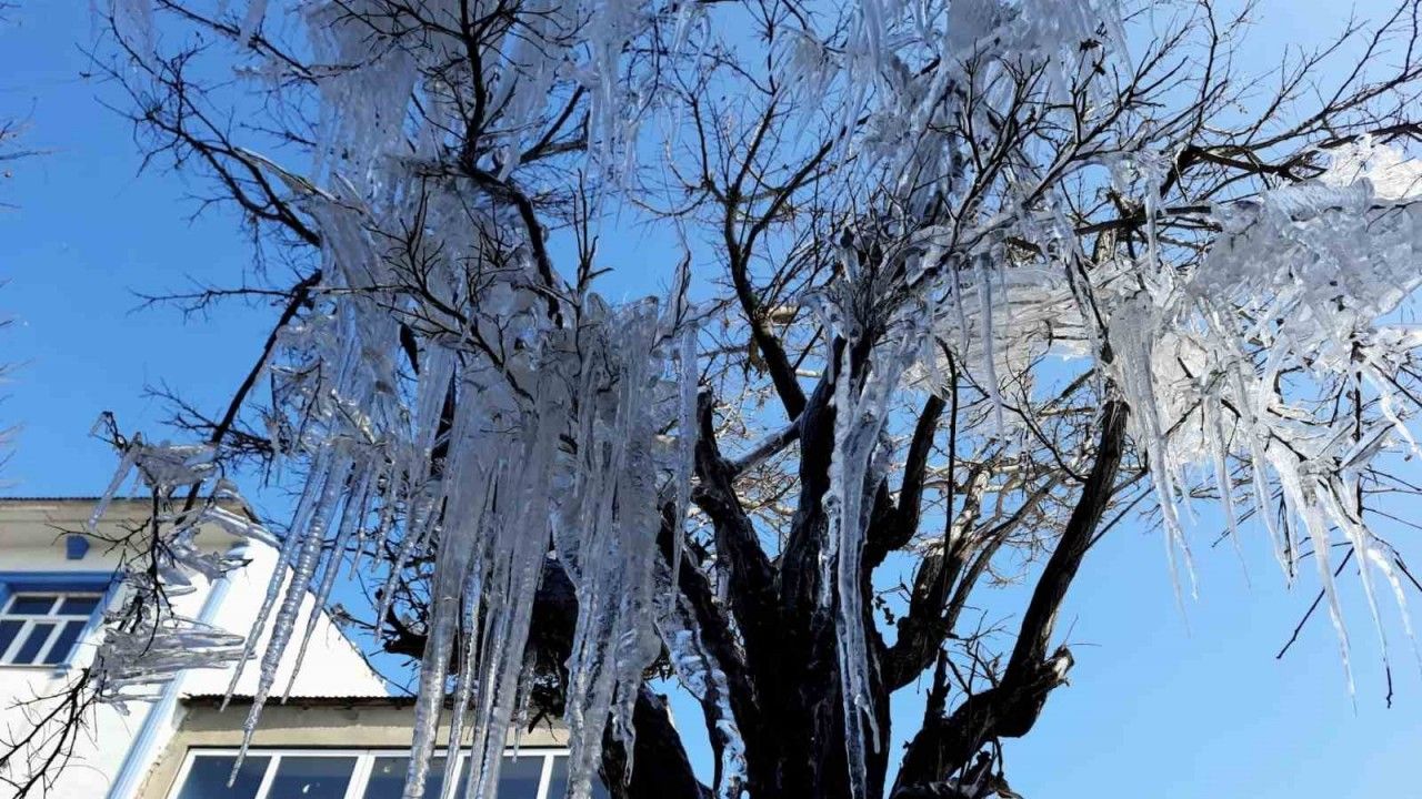 Ağaçlar Buz Tuttu