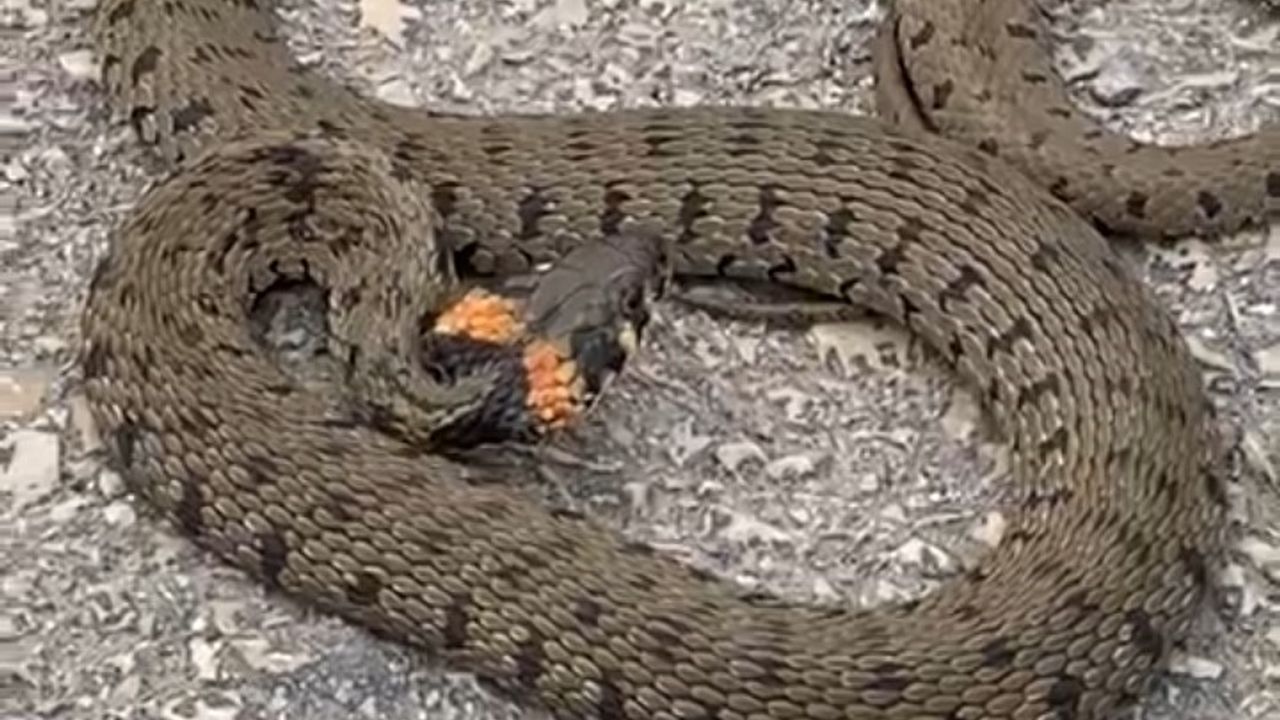 Şehir merkezinde görülen yılan korkuttu