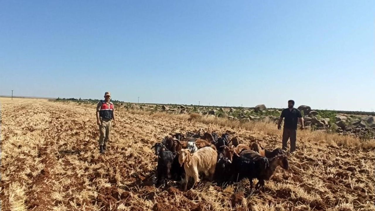 Kaybolan 15 küçükbaş hayvanı Jandarma buldu