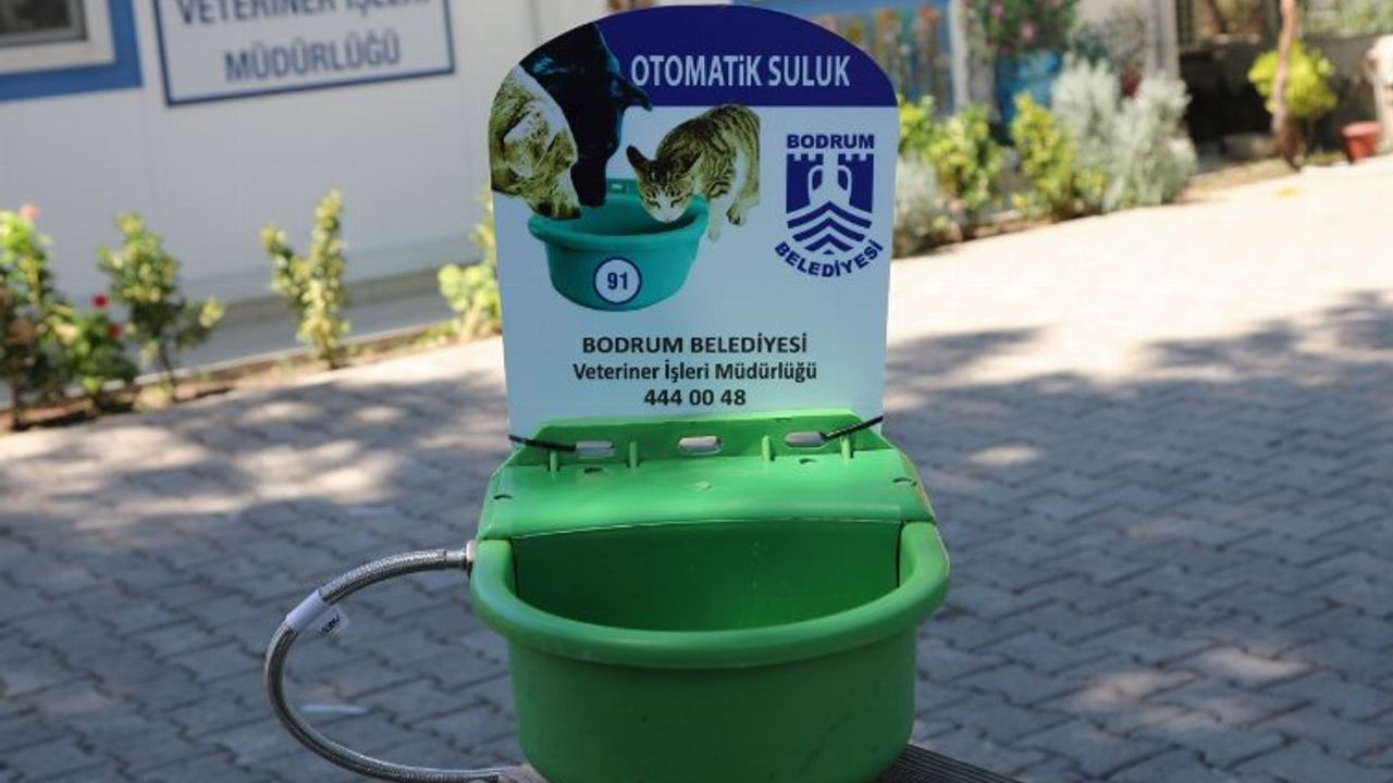 Bodrum'da sokak hayvanları için otomatik suluk