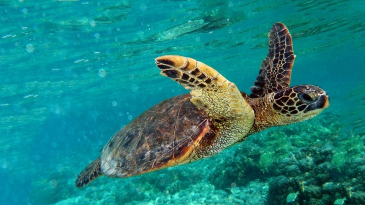 Caretta Yuvalarına Zarar Verenler Ceza Alıyor: Yavrular Denize Kavuşuyor