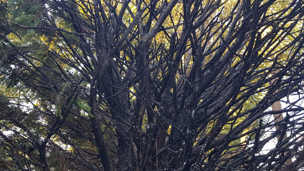Doğa terörü Hikmet Şahin Kültürparkı'na taşındı! Ağaçları ateşe verdiler
