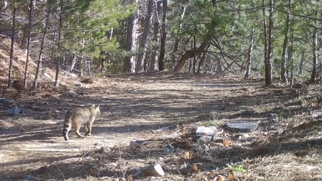 Bursa'da Nadir Yaban Kedisi Fotokapana Yakalandı