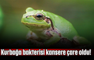 Kurbağa bakterisi kansere çare oldu!
