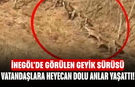 İnegöl'de görülen geyik sürüsü, vatandaşlara heyecan dolu anlar yaşattı!!