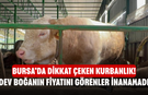 Bursa’da Dikkat Çeken Kurbanlık! Dev Boğanın Fiyatını Görenler İnanamadı