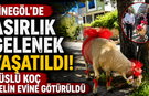 İnegöl’de Asırlık Gelenek Yaşatıldı! Süslü Koç Gelin Evine Götürüldü