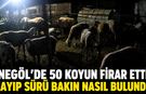 İnegöl’de 50 koyun firar etti! Kayıp sürü bakın nasıl bulundu