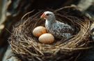 Kuluçka Nedir? Hangi Hayvanlar Kuluçkaya Yatar, Kuluçka Süreleri Ne Kadardır?