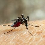Sivrisinek Isırırsa Ne Yapalım?