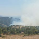 Aydın’da Orman Yangını