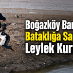 Boğazköy Barajı’nda Bataklığa Saplanan Leylek Kurtarıldı