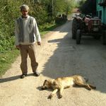 İnegöl’de Köylere Bırakılan Başıboş Köpeklerde Dikkat Çeken Detay