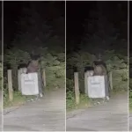 Uludağ’da yerleşim alanına inen ayı çöpte yiyecek aradı