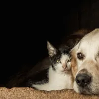 Kültür&