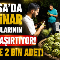 Bursa