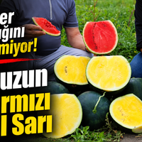 Güncel