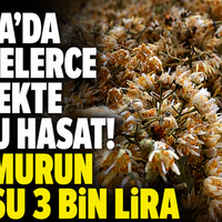 Bursa