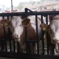 Bursa