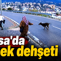 Asayiş