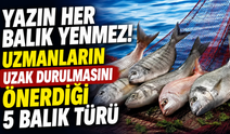 Yazın Her Balık Yenmez! Uzmanların Uzak Durulmasını Önerdiği 5 Balık Türü