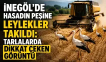 İnegöl’de Hasadın Peşine Leylekler Takıldı: Tarlalarda Dikkat Çeken Görüntü