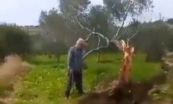 Fay ikiye böldüğü ağacı 10 metre taşıdı