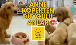 Mamasını yavrularıyla paylaşan anne köpek izleyenleri duygulandırdı.