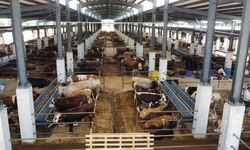 İnegöl Hayvan Pazarında Kotra Satışı Devam Ediyor