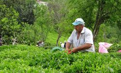 2023 yaş çay sezonu açıldı