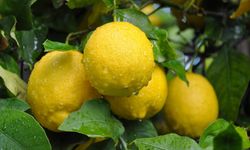 Limonda hasat sonu, üreticide ucuz, markette pahalı