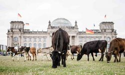 Meclis önünde inek otlattılar