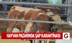 Hayvan pazarında şap karantinası