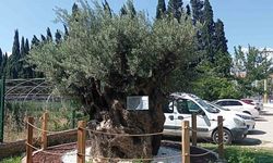 1000 yıllık Zeytin Ağacı koruma altında