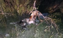 17 köpek ağaca asılmış halde bulundu