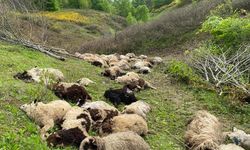 Ayı koyun sürülerine daldı; 76 koyunu öldürdü