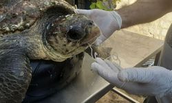 Olta iğnesi yutan deniz kaplumbağasını kurtardılar