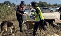 Jandarmalar sahipsiz hayvanlara su ve mama verdi