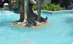 Güvercinler sıcak havada havuzda serinledi
