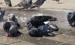 Güvercinlerin sıcak havada serinlemesi kameralarda