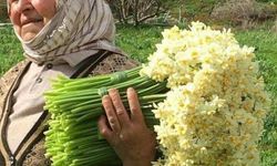 Güzellerin Çiçeği Nergis'in Hikayesi