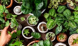 Şifalı Bitkiler | Her Derde Deva 10 Şifalı Bitki
