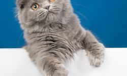 Kediler, British Shorthair