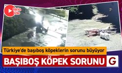 BAŞIBOŞ KÖPEK SORUNU